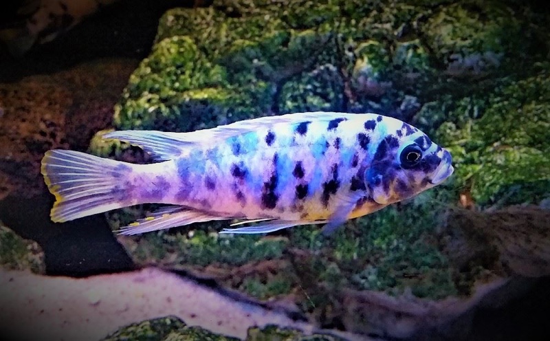 Maylandia fainzilberi 'Lupingu'